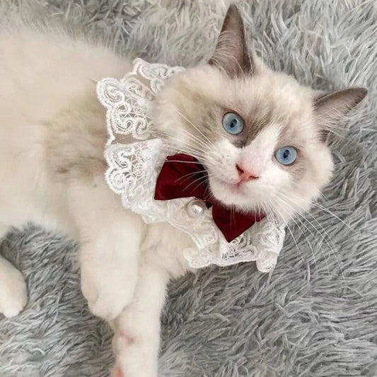 Lace Bowknot Pearl Collar 